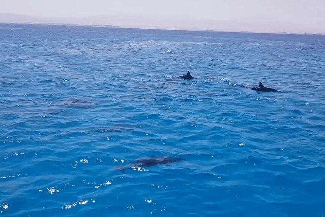Snorkeling Day Trip in Hurghada - Inclusions and Exclusions