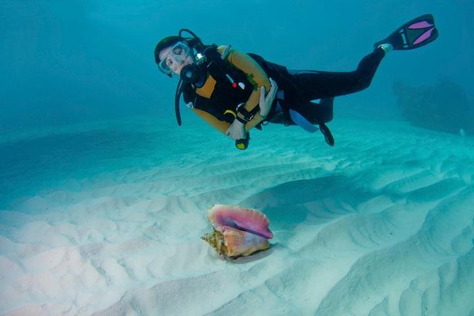 Snorkeling Day Trip in Hurghada - Reviews and Feedback