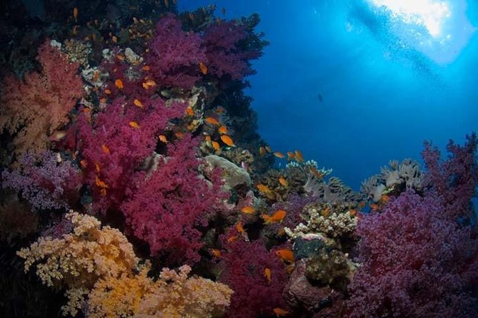 Snorkeling Day Trip in Hurghada - Marine Life Encounters