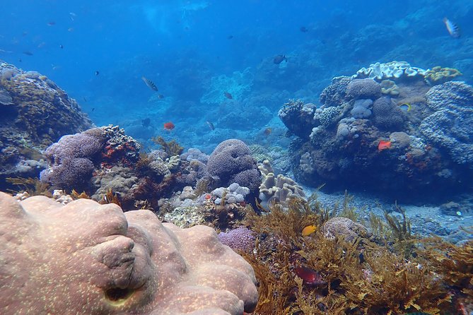 Snorkeling Day Trip To Lembongan and Penida - Inclusion and Exclusion Details