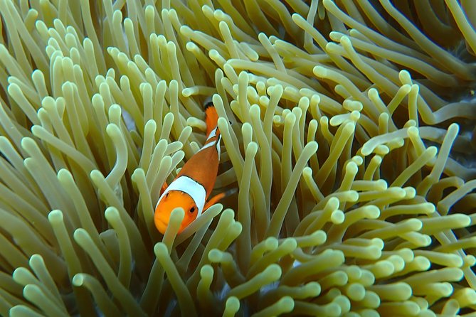 Snorkeling Day Trip To Lembongan and Penida - Cancellation and Refund Policy