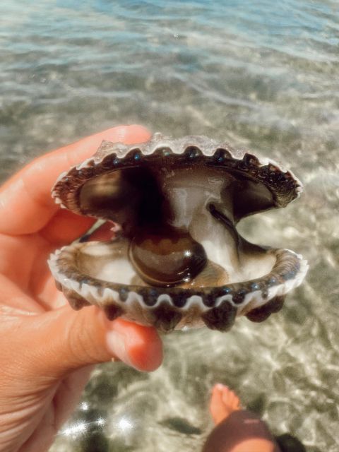 Snorkeling, Dolphins, Wildlife Sightings in St. Andrews Bay - Encounter Diverse Wildlife