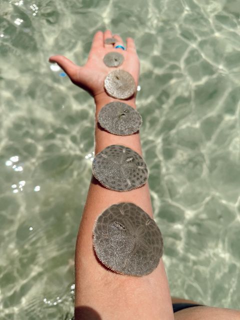Snorkeling, Dolphins, Wildlife Sightings in St. Andrews Bay - Hunt for Seashells on the Shore