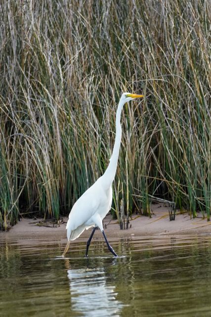 Snorkeling, Dolphins, Wildlife Sightings in St. Andrews Bay - Explore the Beauty of St. Andrews Bay