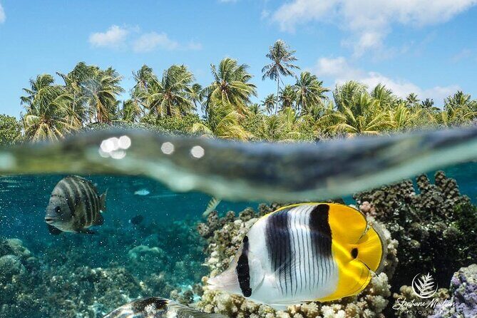 Snorkeling EN Small Group Tour in Tahiti - Key Points