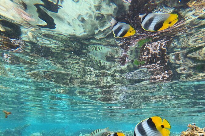 Snorkeling EN Small Group Tour in Tahiti - Insights from Reviews
