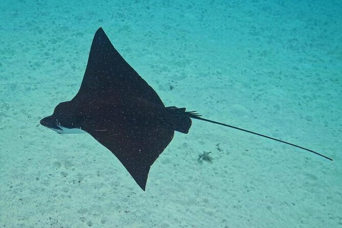 Snorkeling EN Small Group Tour in Tahiti - Who Should Consider This Tour?