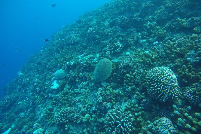 Snorkeling EN Underwater Scooter in Tahiti - Who Should Consider This Tour?