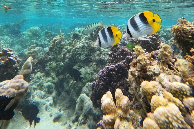 Snorkeling EN Underwater Scooter in Tahiti - The Sum Up