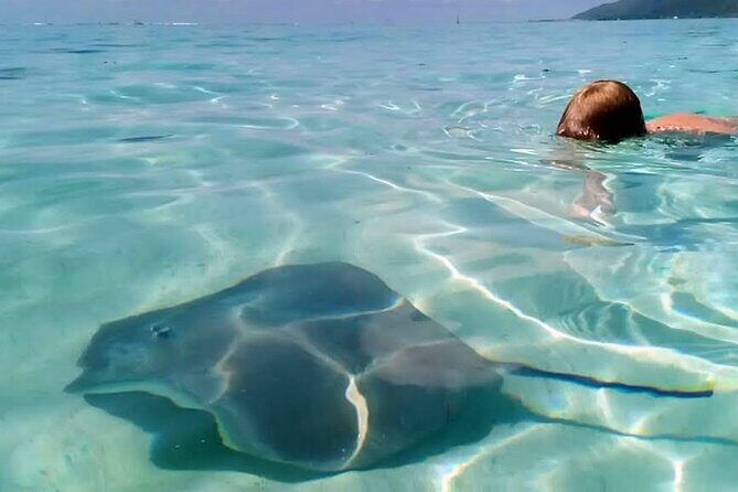 Snorkeling excursion and encounter with marine fauna in Moorea - FAQ