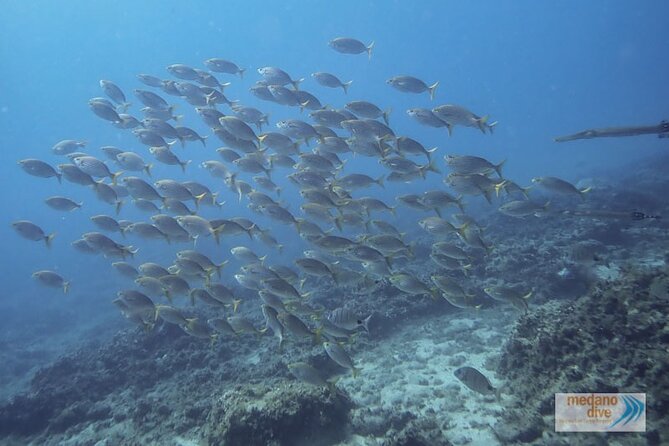 Snorkeling Excursion In South Tenerife - 3,5 Hours - Booking Information and Policies