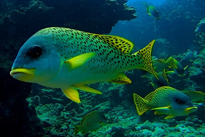 Snorkeling Experience at Ad Daymaniyat Islands in Muscat - Tour Operator Details