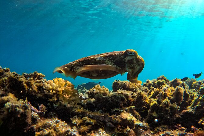 Snorkeling Experience at Ad Daymaniyat Islands in Muscat - Health and Safety Guidelines