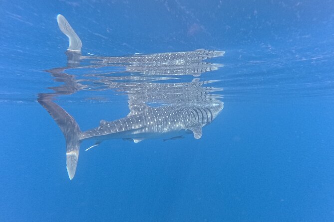 Snorkeling Experience at Ad Daymaniyat Islands in Muscat - Unique Wildlife Encounters