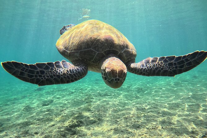 Snorkeling Experience at Ad Daymaniyat Islands in Muscat - Customer Testimonials