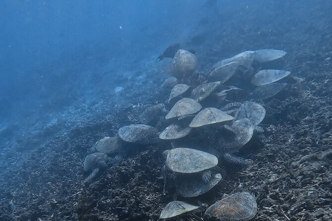 Snorkeling Experience at Ad Daymaniyat Islands in Muscat - Booking Your Experience