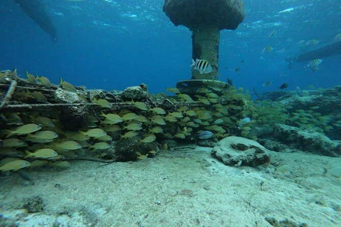 Snorkeling Experience Cozumel only from Playa del Carmen - A Closer Look at the Tour Itinerary