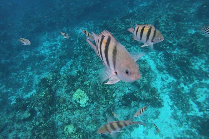 Snorkeling Experience Cozumel only from Playa del Carmen - The Sum Up