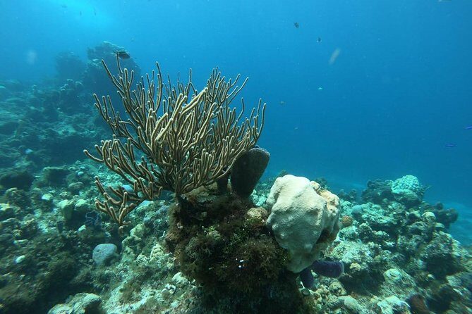 Snorkeling Experience in Cozumel with Transportation from Cancun - FAQ