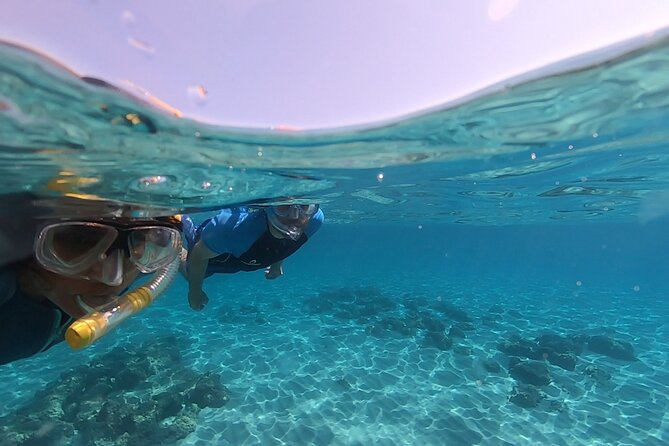 Snorkeling Experience to Discover the Dolphin Inside You! - Private Transportation to the Meeting Point