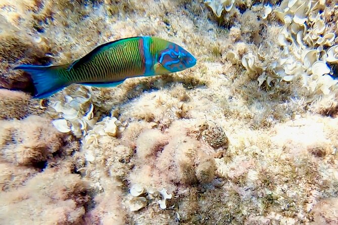 Snorkeling Experience to Discover the Dolphin Inside You! - Snorkeling Tour With Maximum of 8 Travelers