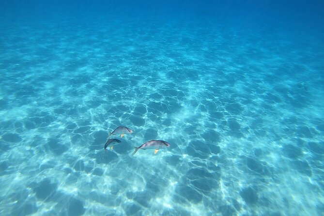 Snorkeling Experience to Discover the Dolphin Inside You! - Confirming Booking and Participant Requirements