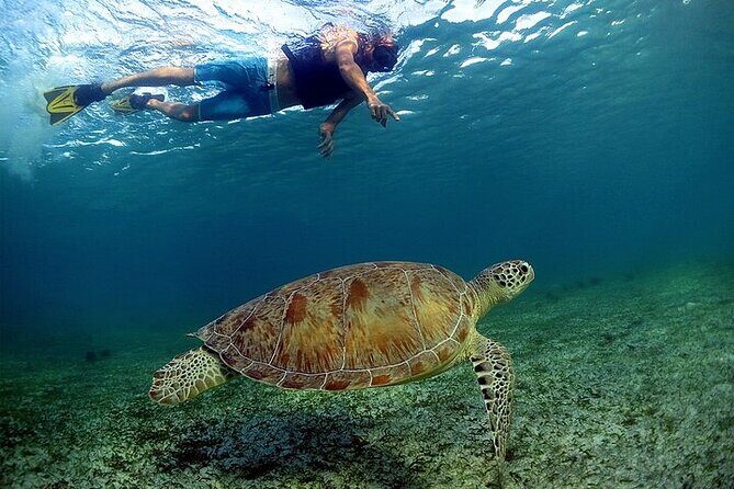 Snorkeling Experience with Turtles in Cenote in Riviera Maya - An In-Depth Look at the Experience