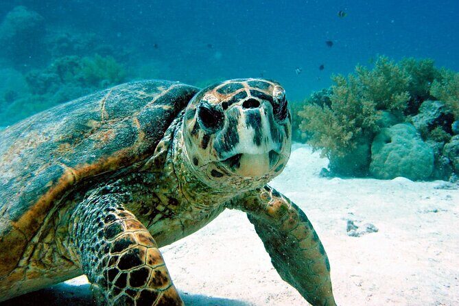 Snorkeling Experience with Turtles in Cenote in Riviera Maya - Who Should Consider This Tour?