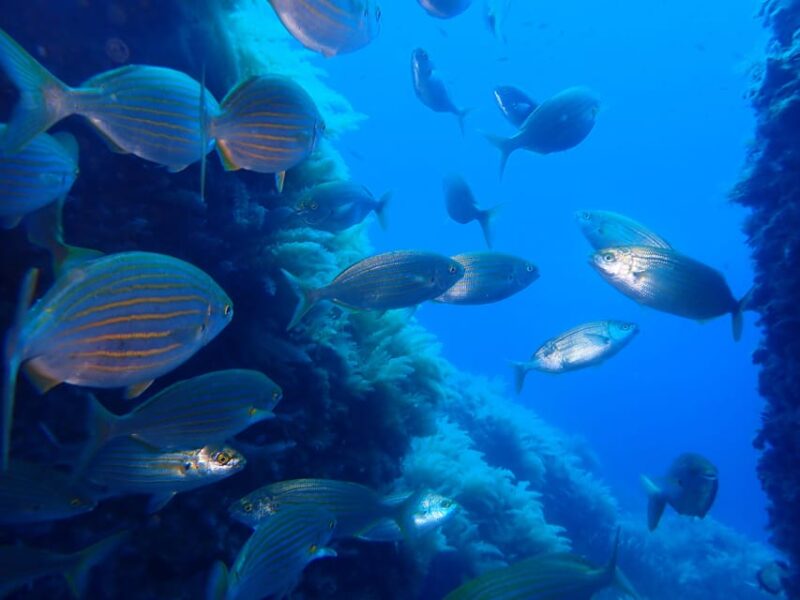 Snorkeling Guided Tours for Tha All Family! - Booking Information