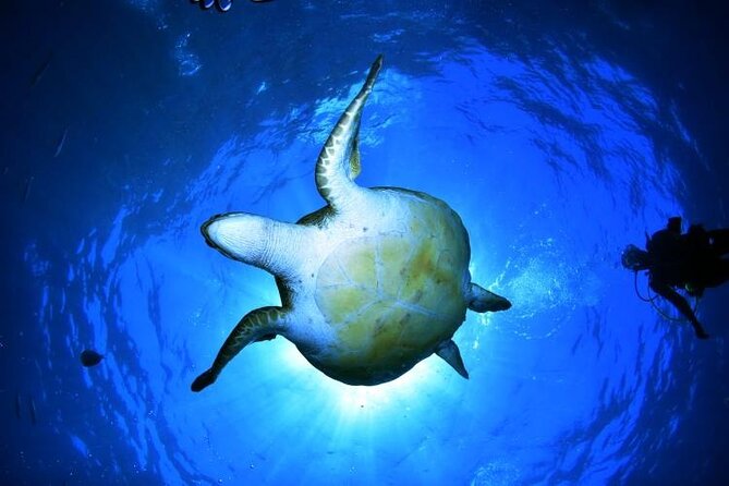 Snorkeling in a Wonderful Volcanic Bay - Key Points