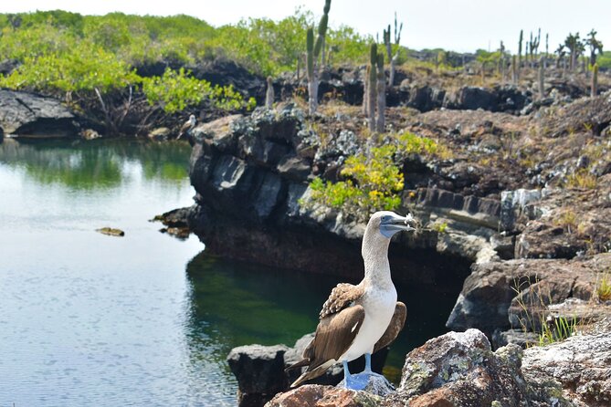Snorkeling in Cabo Rosa Tunnels Isabela Island - Pricing and Booking Information