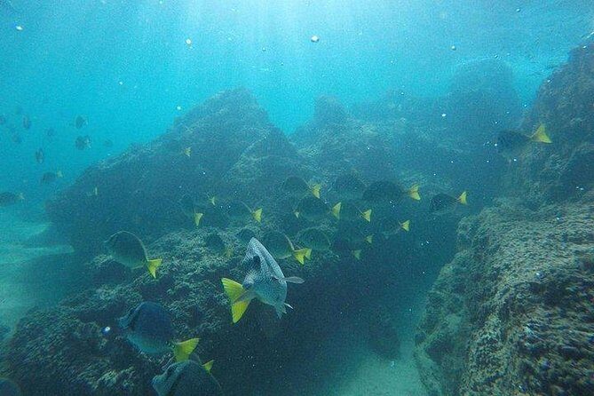 Snorkeling in Cabo San Lucas on 35' Sea Amore Trimaran - Who Will Love This Tour?