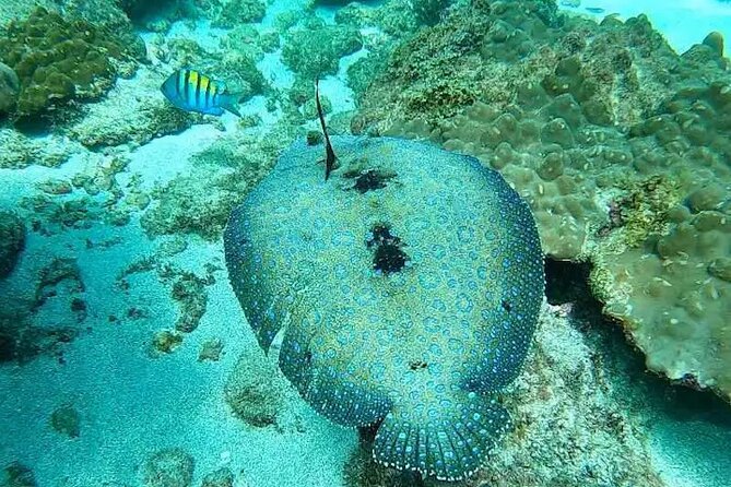 Snorkeling in Caño Island From Drake Bay - Inclusions