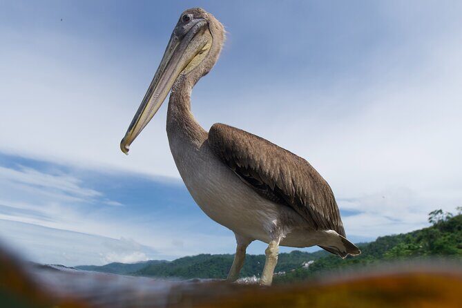 Snorkeling in Los Arcos and Bird watching - Key Points