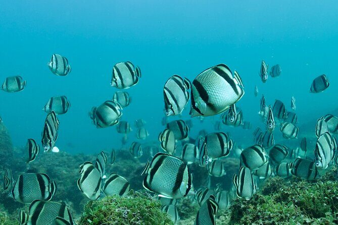 Snorkeling in Los Arcos and Bird watching - The Snorkeling Experience: What to Expect