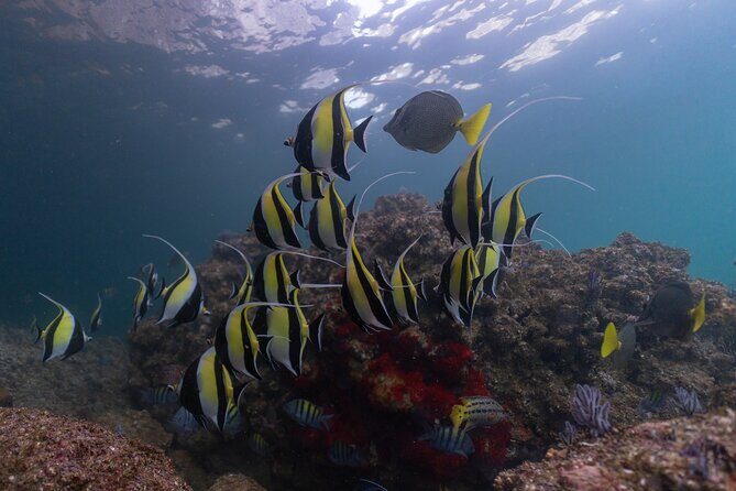 Snorkeling in Los Arcos and Bird watching - Bird Watching: A Tranquil Addition