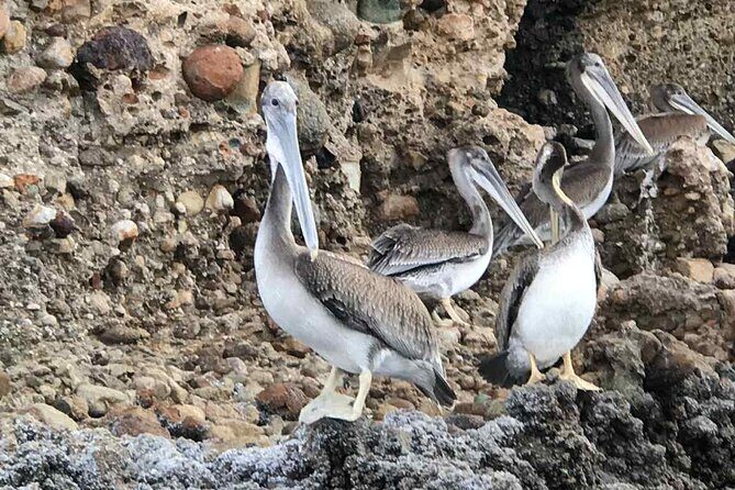 Snorkeling in Los Arcos and Bird watching - The Sum Up: Who Should Consider This Tour?