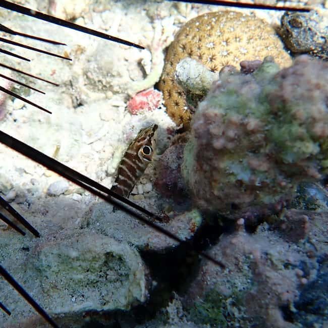 Snorkeling in Montego Bay with Transportation - The Reality of the Experience: Pros and Cons