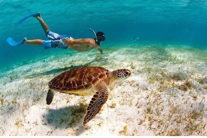 Snorkeling in Paradise - Videos Included - What to Expect from the Snorkeling Tour