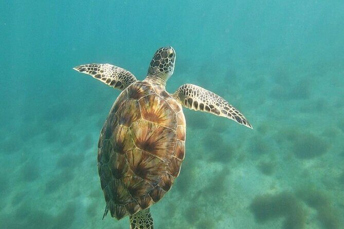 Snorkeling in Paradise - Videos Included - Authentic Experiences from Reviews