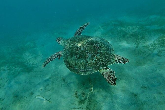 Snorkeling in Paradise - Videos Included - Practical Tips for Future Tour Participants