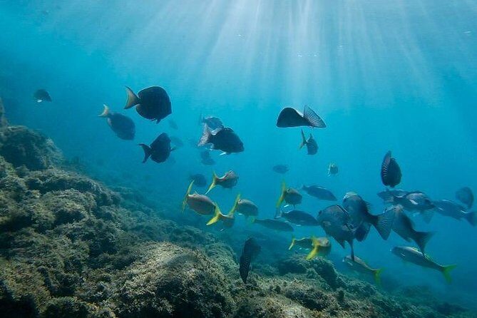 Snorkeling in Paradise - Videos Included - Who Will Love This Tour?