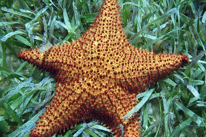 Snorkeling in Paradise - Videos Included - Final Thoughts