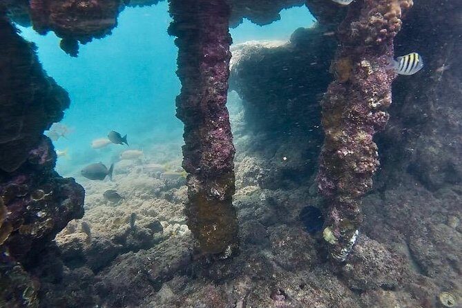 Snorkeling in Paradise - Videos Included - FAQ