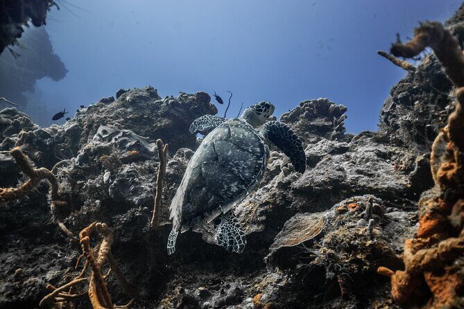 Snorkeling in San Jose del Cabo - A Closer Look at the Snorkeling Experience in San Jose del Cabo