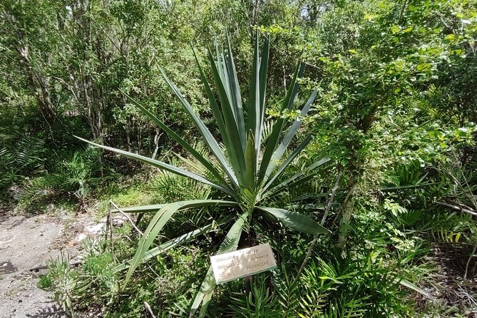 Snorkeling in the Cenotes of Bayahibe - Recommendations for Visitors