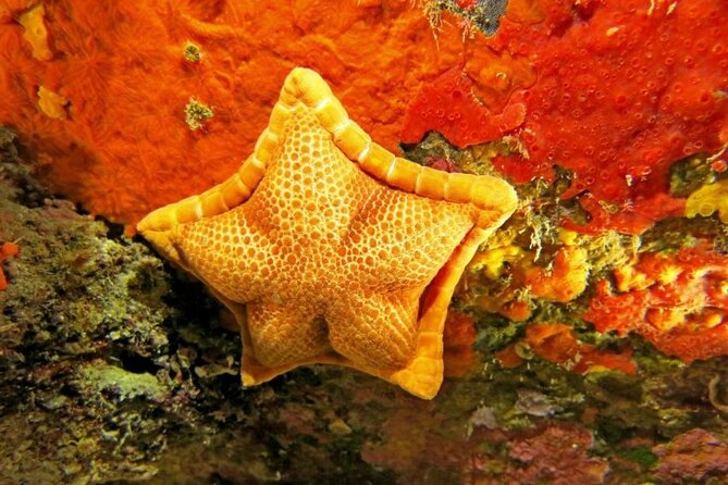 Snorkeling in the Marine Protected Area of Capo Carbonara - Whats Included in Your Tour