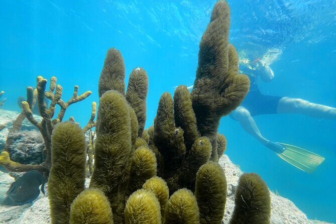 Snorkeling & Kayak Eco-Adventure in Puerto Rico - Key Points