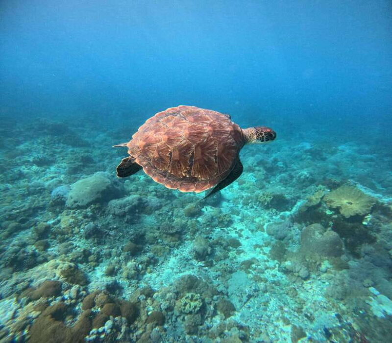 Snorkeling Nusa Penida four Spots - Who Would Love This Tour?