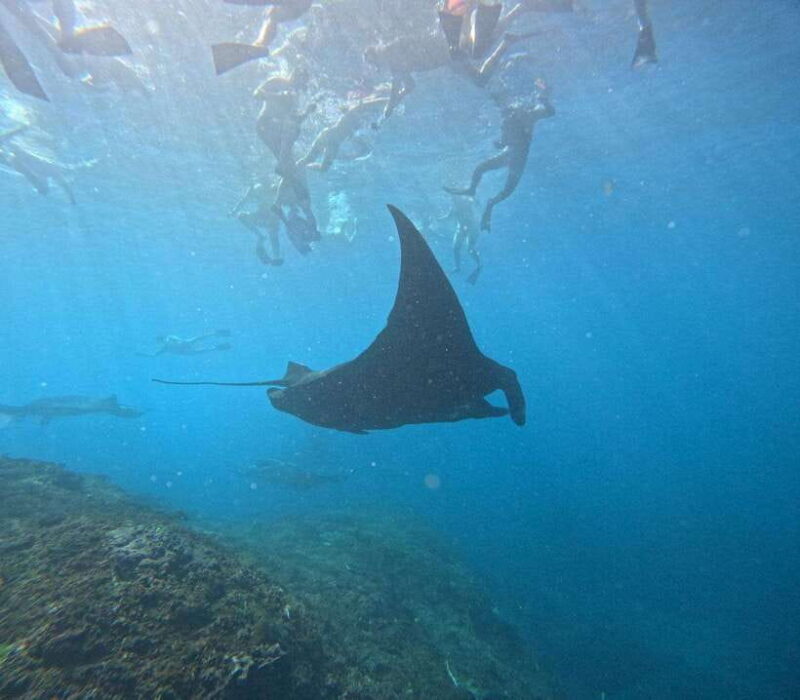 Snorkeling Nusa Penida four Spots - FAQ